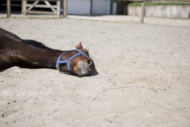 kahverengi bir at da bir padok üzerinde güneşte yalan uyuyor