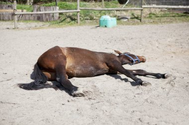a brown horse is sleeping lying in the sun on a paddock clipart