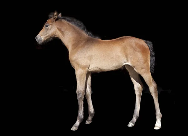 Young Brown Foal Sunlight Background Dark — Stock Photo, Image