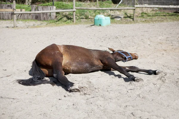Brązowy Koń Jest Spanie Leżenia Słońcu Padoku — Zdjęcie stockowe