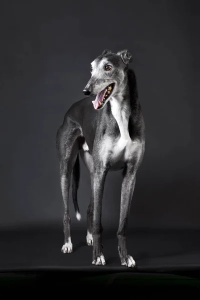 Eleganckie Greyhound Szary Studiu Przed Ciemnym Tle — Zdjęcie stockowe