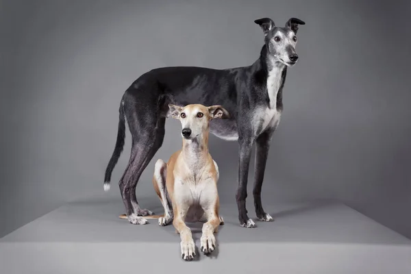 Två Eleganta Greyhounds Studion Framför Mörk Bakgrund — Stockfoto