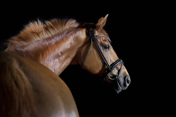 Een Bruin Paardrijden Paard Studio Voor Zwarte Achtergrond — Stockfoto