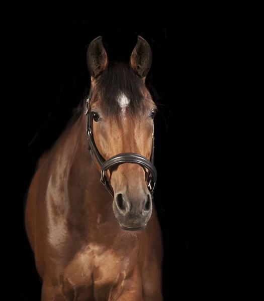 a brown riding horse in the studio in front of black background