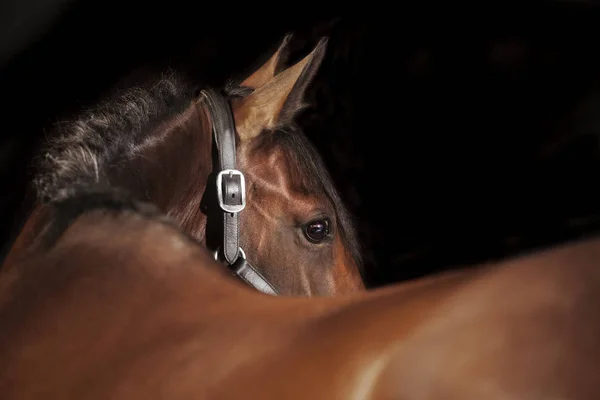 Een Bruin Paardrijden Paard Studio Voor Zwarte Achtergrond — Stockfoto