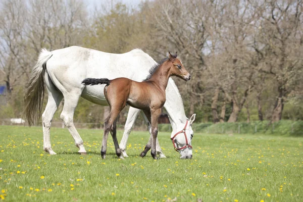 Mare Eats Pasture Her Foal — Stock Photo, Image