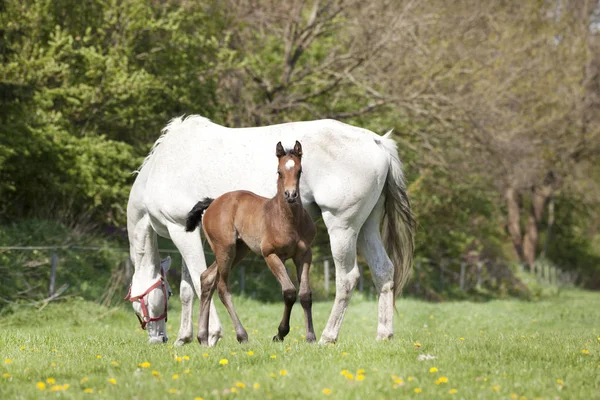 Mare Eats Pasture Her Foal — Stock Photo, Image