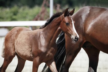 Annesi bir tayı gösteri yanındaki genç ve güzel kahverengi tayı