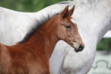 Annesi bir tayı gösteri yanındaki genç ve güzel kahverengi tayı