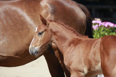 Annesi bir tayı gösteri yanındaki genç ve güzel kahverengi tayı
