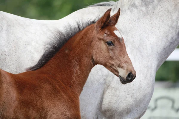 Annesi bir tayı gösteri yanındaki genç ve güzel kahverengi tayı