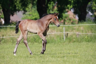 bir mera üzerinde yaz aylarında genç kahverengi tayı