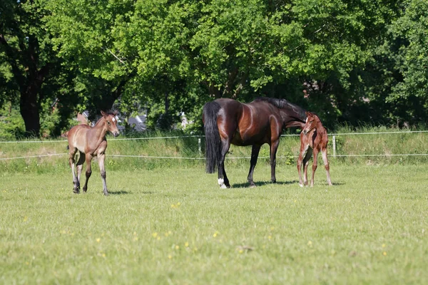 Mare Two Foals Pasture — Stock Photo, Image