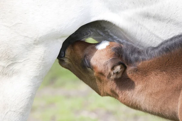 Potro Marrón Joven Está Bebiendo Leche Udde Madre — Foto de Stock