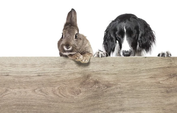 Rabbit Brown Gray Fur Hunting Dog Isolated White Background — Stock Photo, Image