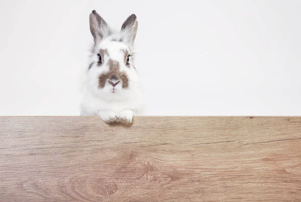 White Brown Rabbit Looks Camera Wooden Board Background White — Stock Photo, Image