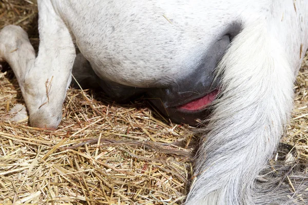 白の母馬のわらであるし 彼女の馬の誕生を開始 ストック画像