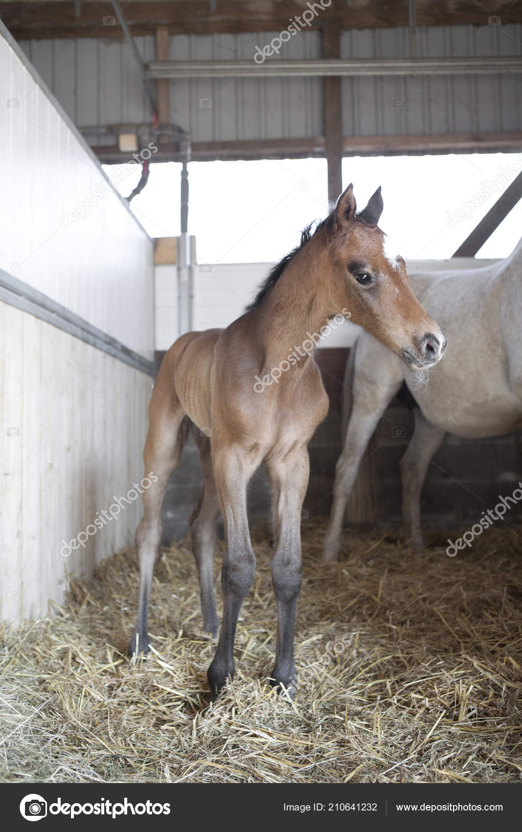 baby born horse
