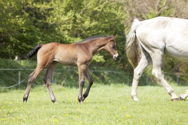 bir gün önce alınmış bir kahverengi yavru anne mare arazide ile ilk kez çalışır