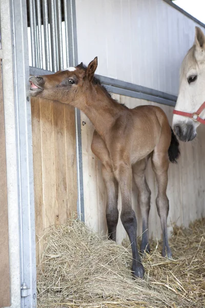 Brown Foal Born Horse Box Gets First Time — Stock Photo, Image