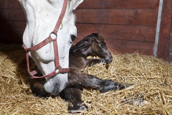 a brown foal is born in a horse box and lies in the straw