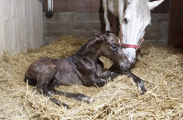 Brown Foal Rodzi Się Polu Konia Leży Słomie Zdjęcie Stockowe