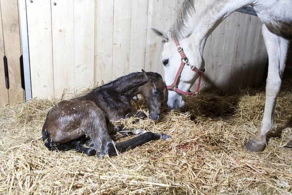 茶色の子馬馬ボックスで生まれ 藁の中にあります ロイヤリティフリーのストック写真