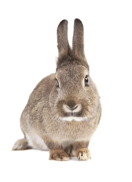 Cute Gray Rabbit Isolated White Background — Stock Photo, Image