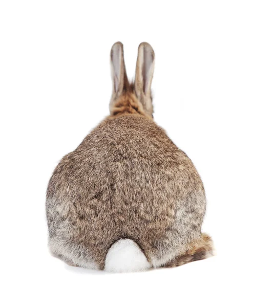 Rabbit Brown Gray Fur Long Ears Isolated White Background — Stock Photo, Image