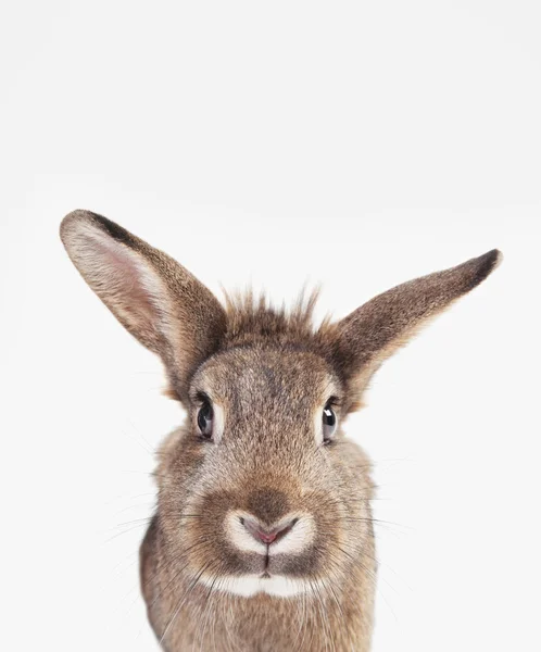 Ein Kaninchen Mit Braungrauem Fell Und Langen Ohren Isoliert Vor Stockbild