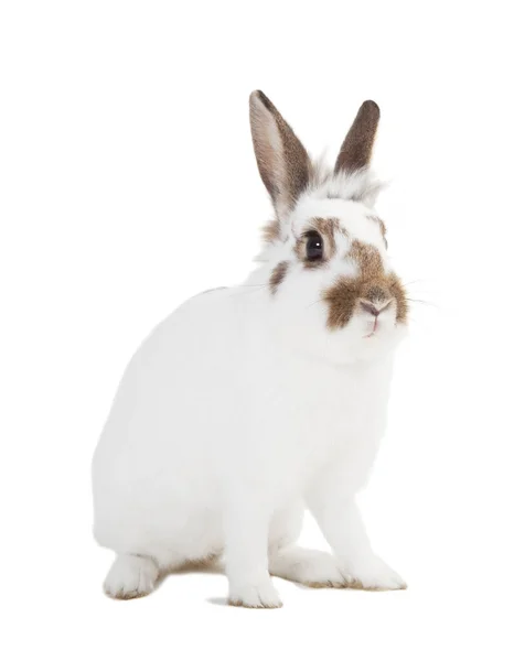 Cute White Rabbit Isolated White Background — Stock Photo, Image