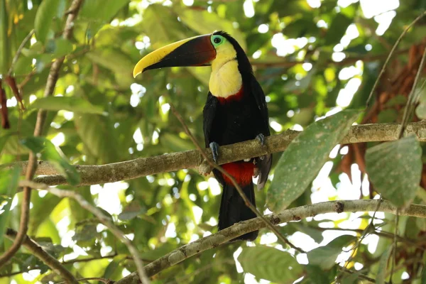 Tucan Κόστα Ρίκα Manuel Antonio — Φωτογραφία Αρχείου