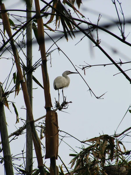 Héron Blanc Debout Sur Une Branche Bambou — Photo