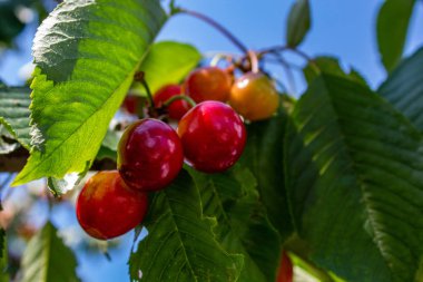 Yeşil yapraklı bir dalda bir demet kırmızı kiraz. Metin için bir yer var. Yaz bahçesi kavramı