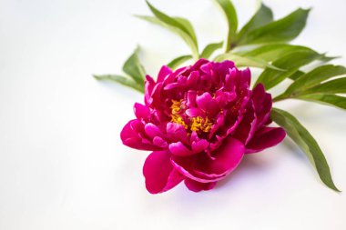 Şakayık pembe renk, yakın çekim, yeşil yaprakları ile. Beyaz bir arka plan üzerinde. Kopya alanı. Metin için bir yer var.