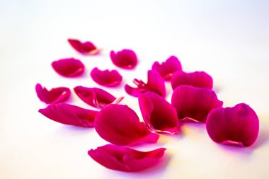 Pembe şakayık yaprakları beyaz arka plan üzerinde izole. Kopya alanı. Metin için bir yer var. Arka plan, tebrik kartı, afiş