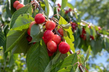 Yeşil yapraklı bir dalda bir demet kırmızı kiraz. Metin için bir yer var. Yaz bahçesi kavramı