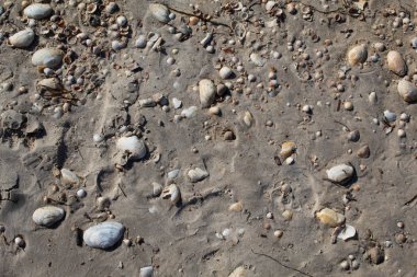 Kabukları, farklı renk ve boyut ile kum. Arka plan. Kopya alanı. Metin için bir yer var.