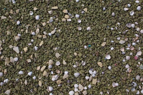 Grüne Kieselsteine Mit Muscheln Unterschiedlicher Farbe Und Größe Hintergrund Kopierraum — Stockfoto