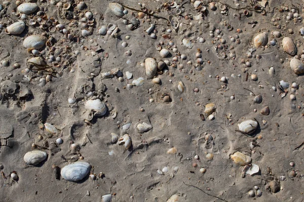 Sand Mit Muscheln Verschiedenen Farben Und Größen Hintergrund Kopierraum Gibt — Stockfoto