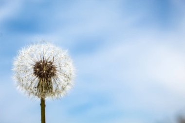 Mavi arka plan üzerinde beyaz karahindiba. Kopya alanı. Metin için bir yer var. Doğa kavramı, özgürlük, yaz