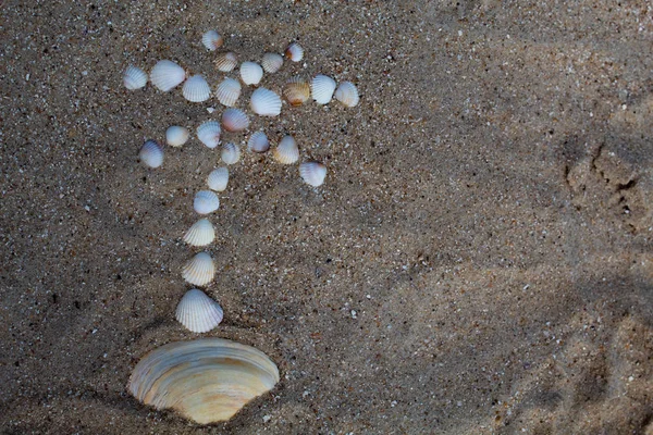 Die Figur Einer Palme Wird Mit Muscheln Sand Ausgelegt Gibt — Stockfoto