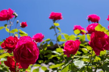 Kırmızı kıvırcık güller. Close. Doğal arka planda izole edilmiş. Metin için bir yer var. Kopyalama alanı