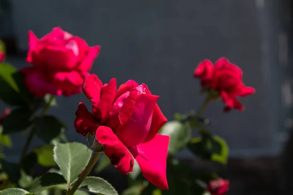 Rode Krullend Rozen Close Geïsoleerd Natuurlijke Achtergrond Een Plaats Voor — Stockfoto