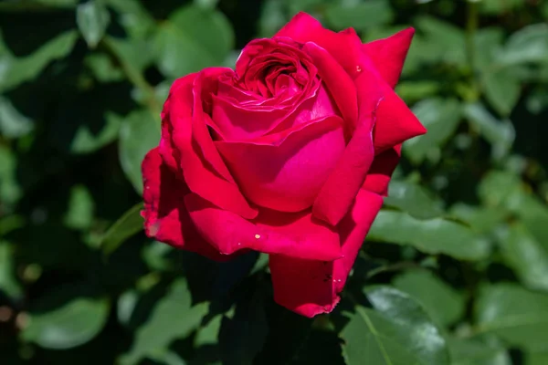 Rode Krullend Rozen Close Geïsoleerd Natuurlijke Achtergrond Een Plaats Voor — Stockfoto