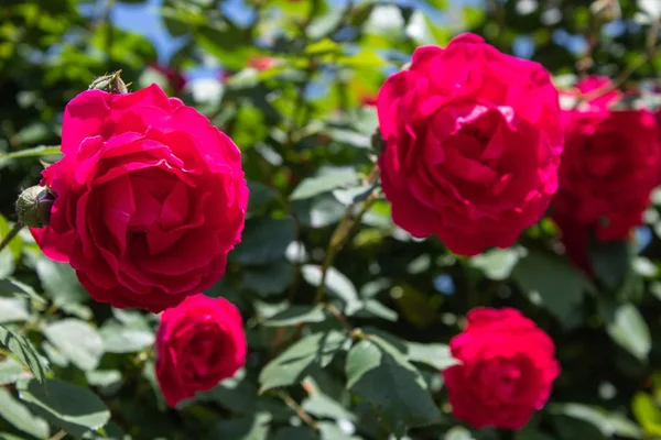 Rode Krullend Rozen Close Geïsoleerd Natuurlijke Achtergrond Een Plaats Voor — Stockfoto