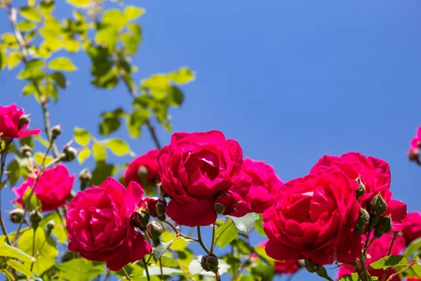 Red curly roses. Close-up. Isolated on natural background. There is a place for text. Copy space