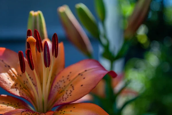 Lírio Laranja Close Lugar Para Texto Contexto Banner Espaço Cópia — Fotografia de Stock