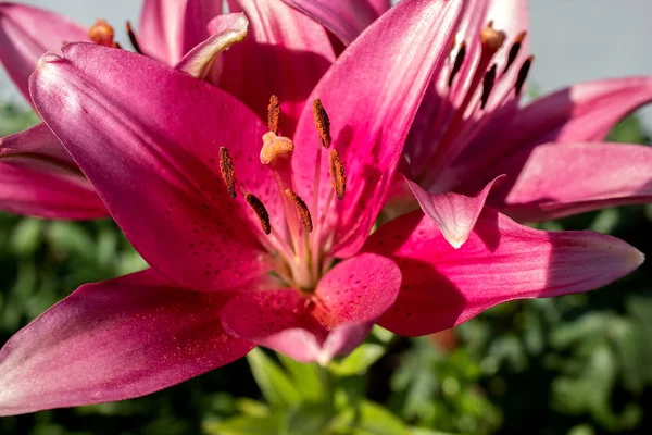 Giglio Rosa Primo Piano Posto Testo Contesto Bandiera Copia Spazio — Foto Stock