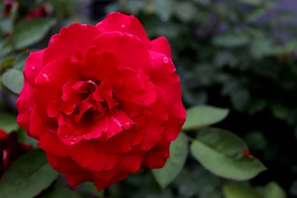 Rosa Vermelha Com Gotas Orvalho Close Isolado Fundo Natural Lugar — Fotografia de Stock